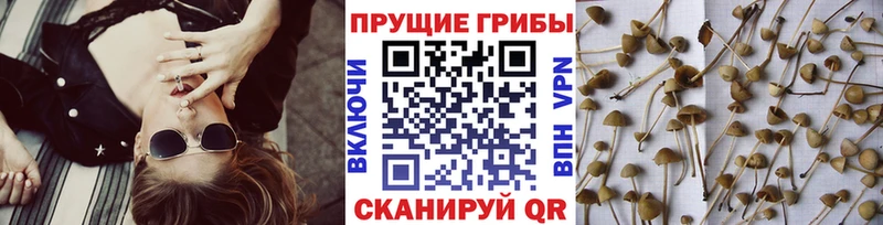 OMG ссылка  Чудово  Псилоцибиновые грибы ЛСД 